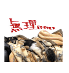 モフ犬こままスタンプ（個別スタンプ：19）