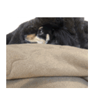 モフ犬こままスタンプ（個別スタンプ：20）