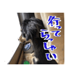 モフ犬こままスタンプ（個別スタンプ：21）