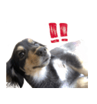 モフ犬こままスタンプ（個別スタンプ：22）