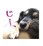 モフ犬こままスタンプ（個別スタンプ：23）