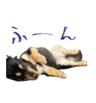 モフ犬こままスタンプ（個別スタンプ：24）