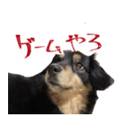 モフ犬こままスタンプ（個別スタンプ：25）