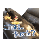モフ犬こままスタンプ（個別スタンプ：26）
