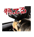 モフ犬こままスタンプ（個別スタンプ：30）