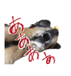 モフ犬こままスタンプ（個別スタンプ：31）