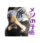 モフ犬こままスタンプ（個別スタンプ：32）