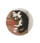 むぎ、こむぎ、ポポ（個別スタンプ：3）