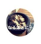 むぎ、こむぎ、ポポ（個別スタンプ：4）