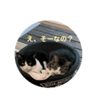 むぎ、こむぎ、ポポ（個別スタンプ：5）