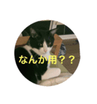 むぎ、こむぎ、ポポ（個別スタンプ：7）