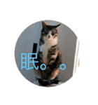 むぎ、こむぎ、ポポ（個別スタンプ：8）