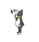 ボストンテリアさん（個別スタンプ：2）