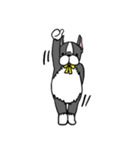 ボストンテリアさん（個別スタンプ：15）