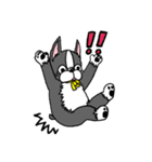 ボストンテリアさん（個別スタンプ：16）