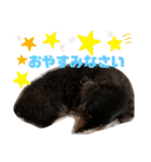 愛犬たけるstamp（個別スタンプ：1）