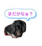 愛犬たけるstamp（個別スタンプ：2）