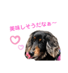 愛犬たけるstamp（個別スタンプ：3）