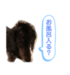 愛犬たけるstamp（個別スタンプ：4）