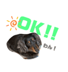 愛犬たけるstamp（個別スタンプ：5）