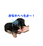 愛犬たけるstamp（個別スタンプ：6）