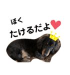 愛犬たけるstamp（個別スタンプ：7）