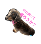 愛犬たけるstamp（個別スタンプ：8）