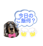 愛犬たけるstamp（個別スタンプ：9）