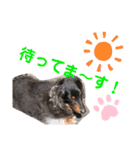 愛犬たけるstamp（個別スタンプ：12）