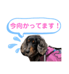 愛犬たけるstamp（個別スタンプ：13）