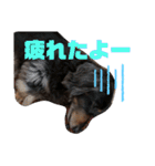 愛犬たけるstamp（個別スタンプ：14）