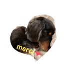 愛犬たけるstamp（個別スタンプ：15）