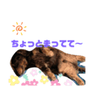 愛犬たけるstamp（個別スタンプ：16）