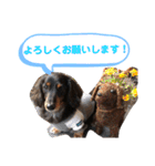 愛犬たけるstamp（個別スタンプ：17）