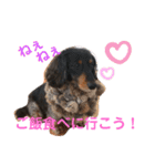 愛犬たけるstamp（個別スタンプ：18）