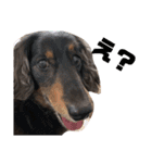 愛犬たけるstamp（個別スタンプ：21）
