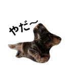 愛犬たけるstamp（個別スタンプ：22）