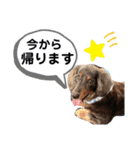 愛犬たけるstamp（個別スタンプ：23）