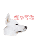 仁くんでーす！！（個別スタンプ：10）