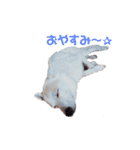 仁くんでーす！！（個別スタンプ：15）