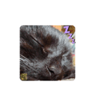 黒猫の福ちゃん④（個別スタンプ：1）
