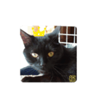黒猫の福ちゃん④（個別スタンプ：2）