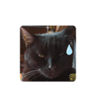 黒猫の福ちゃん④（個別スタンプ：3）