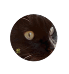 黒猫の福ちゃん④（個別スタンプ：7）