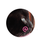 黒猫の福ちゃん④（個別スタンプ：12）