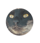 黒猫の福ちゃん④（個別スタンプ：13）