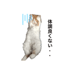 きにゃこまだ子猫（個別スタンプ：1）