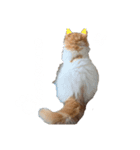 きにゃこまだ子猫（個別スタンプ：3）