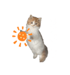 きにゃこまだ子猫（個別スタンプ：4）