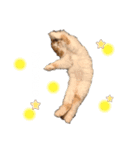 きにゃこまだ子猫（個別スタンプ：5）
